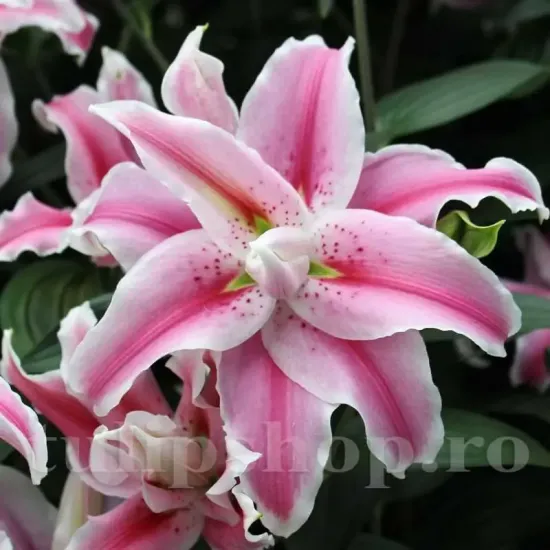 bulbi crin oriental dublu distant drum roz primavara