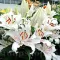 Bulbi Crin Muscadet (Lilium) - Primavara
