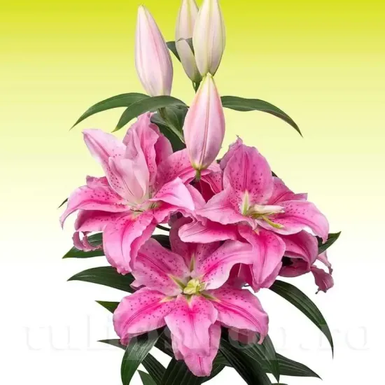 bulbi crin roselily clarissa alb dublu primavara