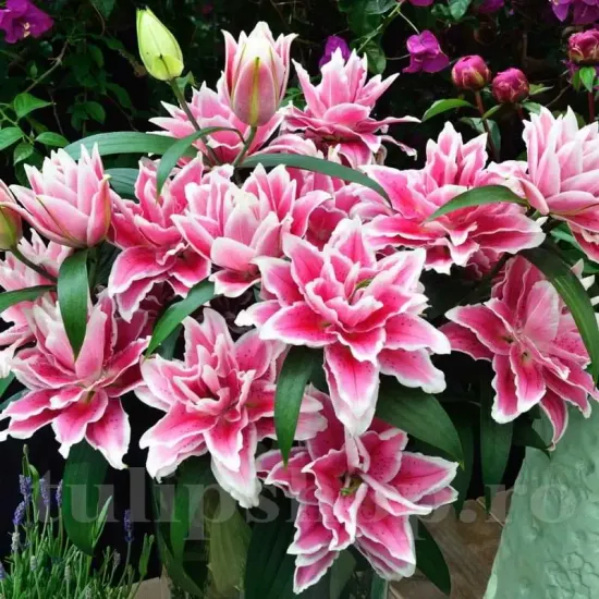 bulbi crin roselily samantha roz dublu primavara