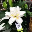 bulbi crin roselily sita roz purpuriu dublu primavara 110x110