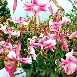 Bulbi Crin Anastasia (Lilium)