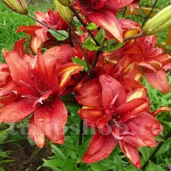 Bulbi Crin Cocktail Twins (Lilium)