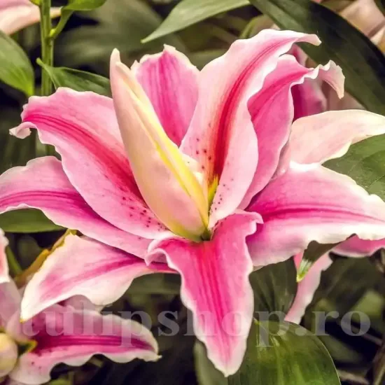 bulbi crini distant drum mari calitate 1 primavara