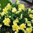 bulbi crini exotic sun mari calitate 1 primavara 110x110
