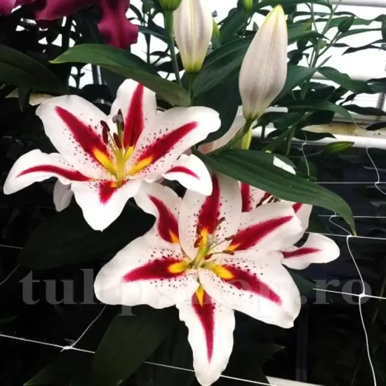 bulbi crini hachi mari calitate 1 primavara