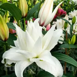 Bulbi Crin Lotus Ice (Lilium)