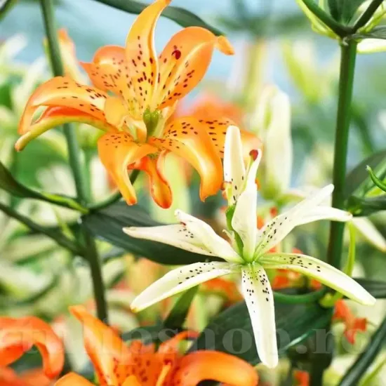 bulbi crini must see mari calitate 1 primavara