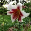 bulbi crini passion moon mari calitate 1 primavara 110x110