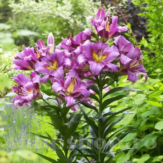 bulbi crini purple lady mari calitate 1 primavara