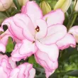bulbi crini roselily anouska mari calitate 1 primavara 110x110