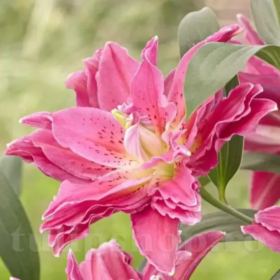 bulbi crini roselily clarissa mari calitate 1 primavara