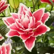 bulbi crini roselily samantha mari calitate 1 primavara 110x110