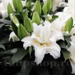 bulbi crini roselily sita mari calitate 1 primavara 110x110
