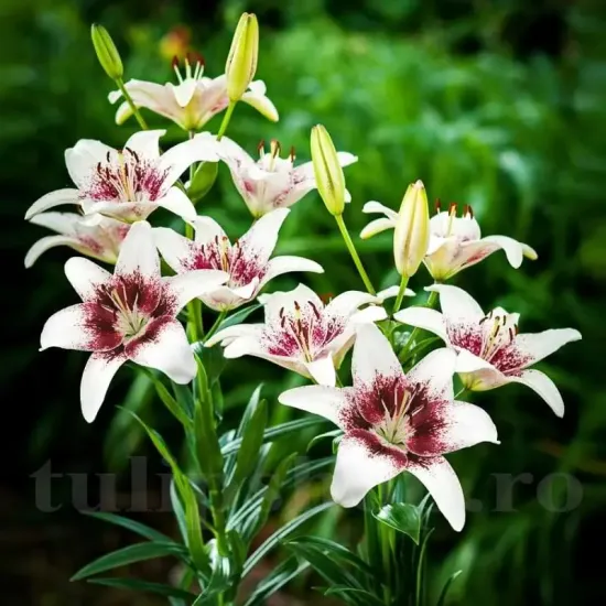 bulbi crini tribal kiss mari calitate 1 primavara
