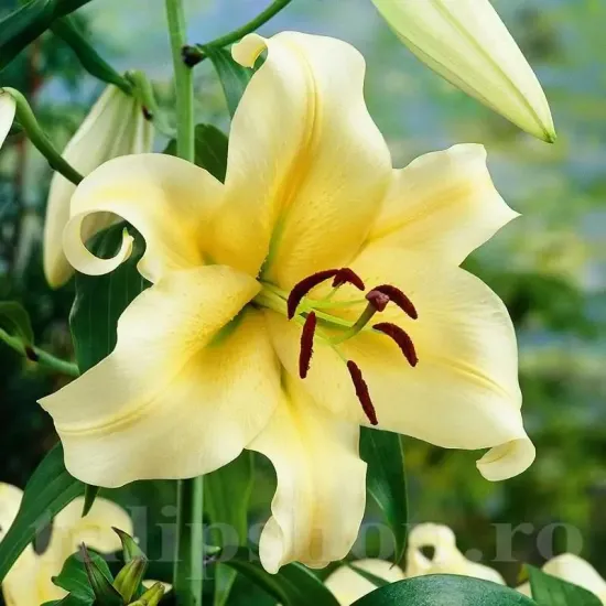 crin copac honeymoon amenajare gradina primavara