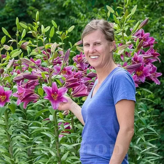 crin copac purple lady amenajare gradina primavara