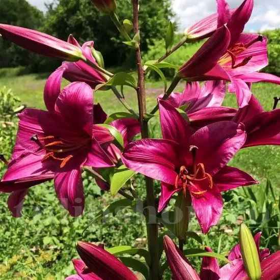 crin copac purple prince inalt amenajare gradina