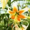 Bulbi Crin Lady Alice (Lilium) - Primavara