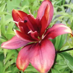 Bulbi Crin Cocktail Twins (Lilium)