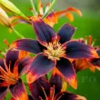 decor gradina crin asiatic forever susan bicolor primavara 110x110