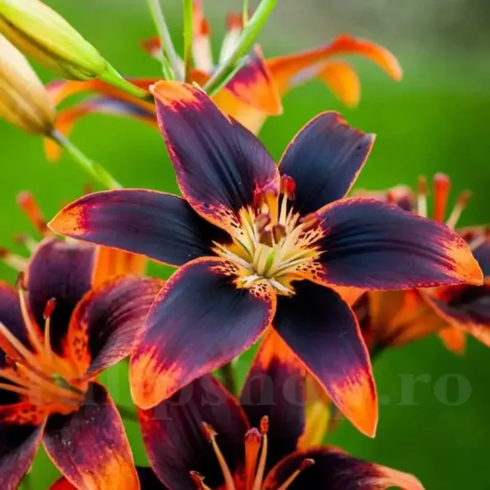 decor gradina crin asiatic forever susan bicolor primavara