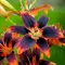 Bulbi Crin Forever Susan (Lilium)