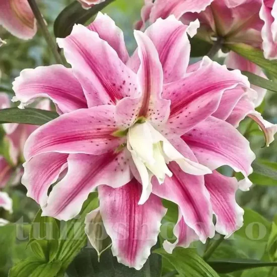 decor gradina crin dublu distant drum premium primavara