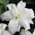 Bulbi Crin Lotus Ice (Lilium)