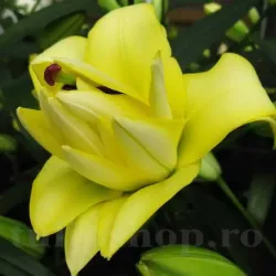 Bulbi Crin Exotic Sun (Lilium)