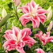 decor gradina crin oriental roselily clarissa primavara 110x110