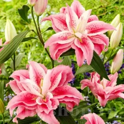 Bulbi Crin Roselily Clarissa (Lilium)