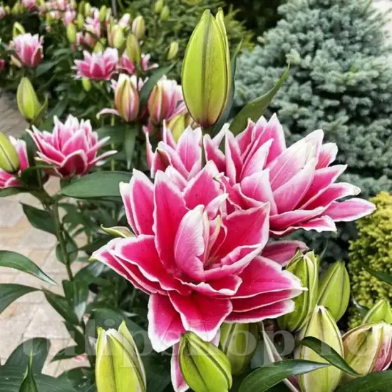 decor gradina crin oriental roselily samantha primavara