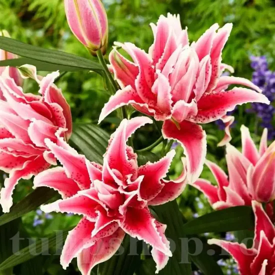 decor gradina crin oriental roselily tatsiana primavara
