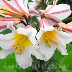 Bulbi Crin Regale Album (Lilium)