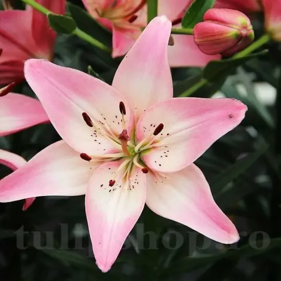 decor gradina crin rosellas dream elegant primavara