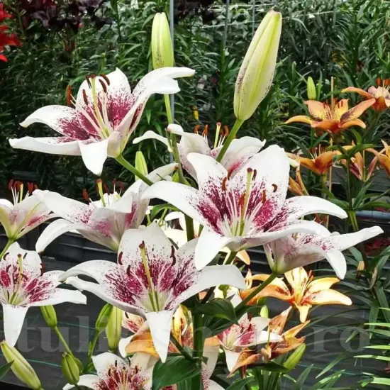 decor gradina crin tribal kiss bicolor primavara