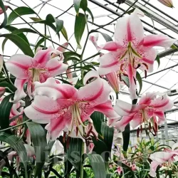 Bulbi Crin Anastasia (Lilium)