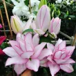 detaliu floare crin anouska batut fara polen primavara 110x110
