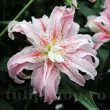 detaliu floare crin broken heart batut parfumat primavara 110x110