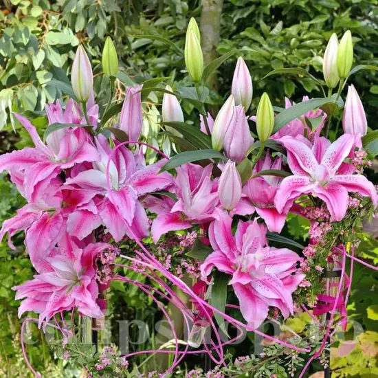 detaliu floare crin clarissa batut fara polen primavara