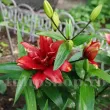 detaliu floare crin cocktail twins batut fara polen primavara 110x110