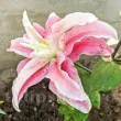 detaliu floare crin distant drum parfumat batut primavara 110x110