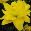 detaliu floare crin exotic sun parfumat batut primavara 110x110