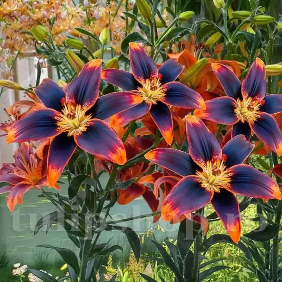 detaliu floare crin forever susan visiniu portocaliu primavara