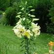 detaliu floare crin honeymoon parfumat primavara 110x110