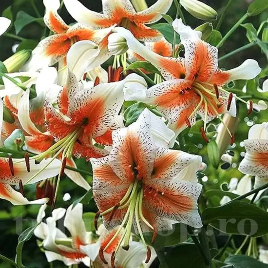 detaliu floare crin lady alice petale recurbate primavara