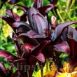 detaliu floare crin landini purpuriu inchis primavara 110x110