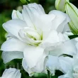 detaliu floare crin lotus ice batut alb pur 110x110