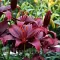 Bulbi Crin Mapira (Lilium) - Primavara
